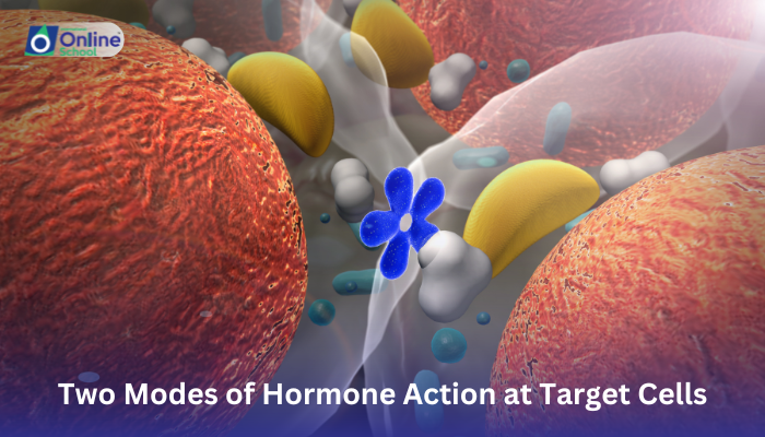 Lesson 04: Two Modes of Hormone Action at Target Cells